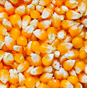 Maíz Amarillo Orgánico para Alimentación Animal, Maíz Seco de la Mejor Calidad de la India, Precio al por Mayor - Product Image 5