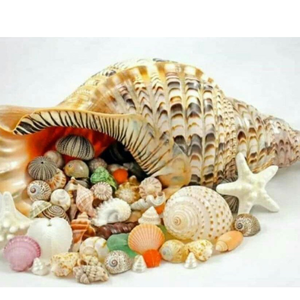 Hermosas conchas de trompeta de Vietnam para manualidades hechas a mano, ideas de decoración artística, uso de acuarios y bodas costeras - Product Image 6