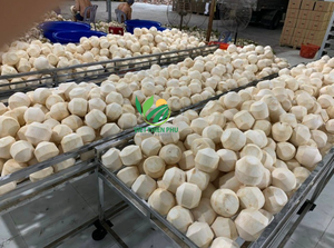 Noix de coco fraîches de haute qualité Paking en vrac-Idéal pour le traitement et l'exportation-Fabriqué par Viet Thien Phu du Vietnam - Product Image 6