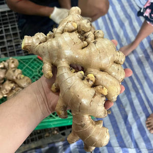 Jengibre Fresco Natural de Vietnam, Exportación al por Mayor para Compradores Internacionales que Buscan un Socio de Suministro de Contenedores a Largo Plazo - Product Image 1