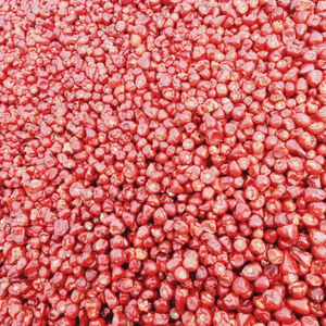 Premium Mundu Chili-Chiles rojos secos enteros, orgánicos, seleccionados a mano, 100% naturales, especias indias disponibles a granel 25kg/50kg - Product Image 1