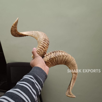 Paire de cornes de bélier naturelles, cornes de mouton spirales faites à la main, décoration murale rustique, cornes courbées authentiques pour l'artisanat et l'intérieur