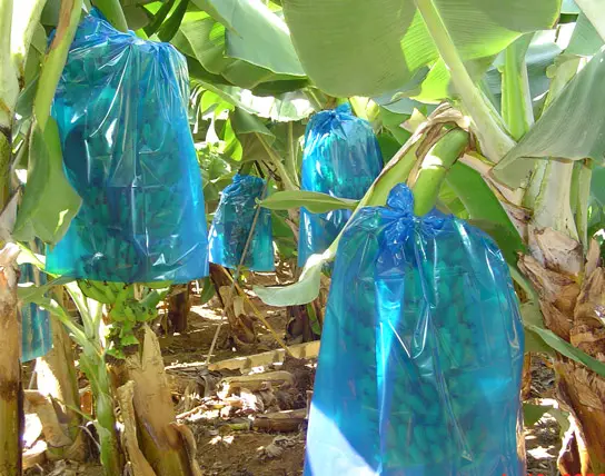 أكياس غطاء فواكه بلاستيكية عالية الدقة للزراعة الواقية (مقاومة للماء ، مكافحة الحشرات ، ..)