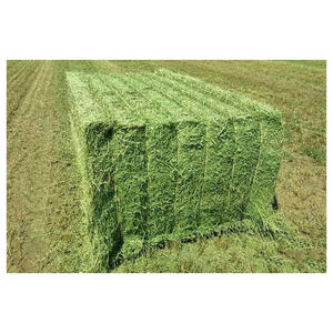 Heno de alfalfa de alta calidad para alimentación animal Alfalfa/heno de alfalfa a la venta a precio mayorista listo para suministrar Top Qua barato - Product Image 4