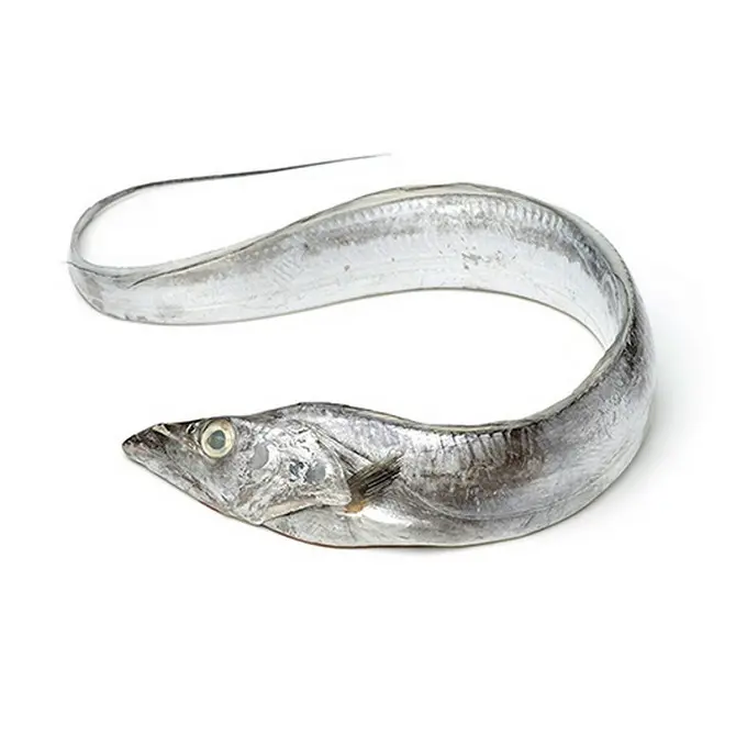 Cinta de pescado de venta al por mayor + Precio Hairtail Fish Land Tipo congelado