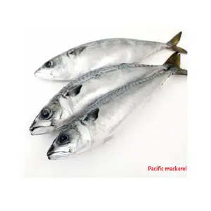 Fresh Mackerel Wild Caught Herring Seafood Frozen Cheap Dried Fish