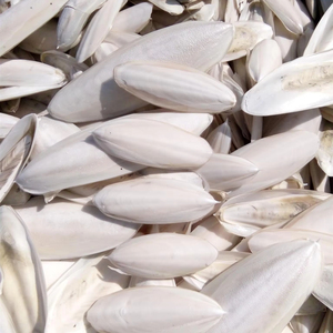 Cuttlebone El mejor hueso de calamar seco hecho en Vietnam Proveedor de alta calidad 100% Mariscos de hueso de calamar seco de 99 Gold Data Vietnam - Product Image 1