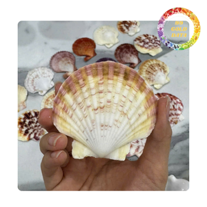 Conchas de vieira coloridas de Vietnam | Artículos lindos para hacer regalos y cosas decorativas | Varios colores naturales - Product Image 4