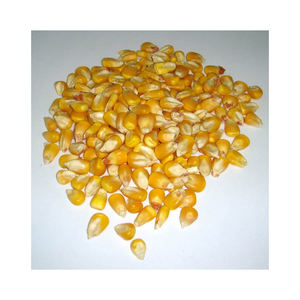 Meilleure vente à la demande, qualité standard, maïs jaune séché à 100%, grossiste, exportation des Philippines - Product Image 2