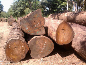 Kiln-Dried High Grade Oak <b>Logs</b> For Sale - Product Image 2
