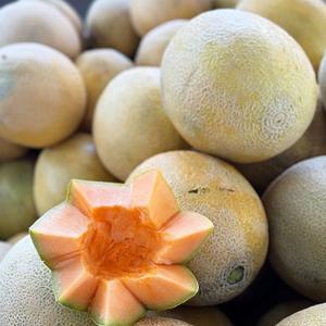 Melons cantaloup frais de haute qualité - Douceur élevée - Melons musqués de qualité AA pour l'exportation en vrac - Product Image 3