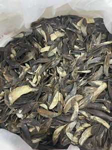 Operculum เปลือกหอย Murex สำหรับน้ำหอม - Product Image 3