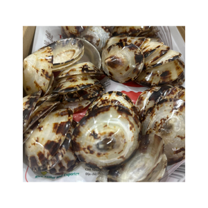Meilleure vente pour les coquilles de patelle colorées patelles de coquillages naturelles coquillages crus récoltés en grande quantité à partir de 99 GD au meilleur prix - Product Image 6