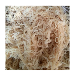 Raw Eucheuma Cottonii Seaweed Irish <b>Moss</b> Dried <b>Sea</b> <b>Moss</b> with Natural Color for Direct Use in Vegan Dishes - Product Image 3