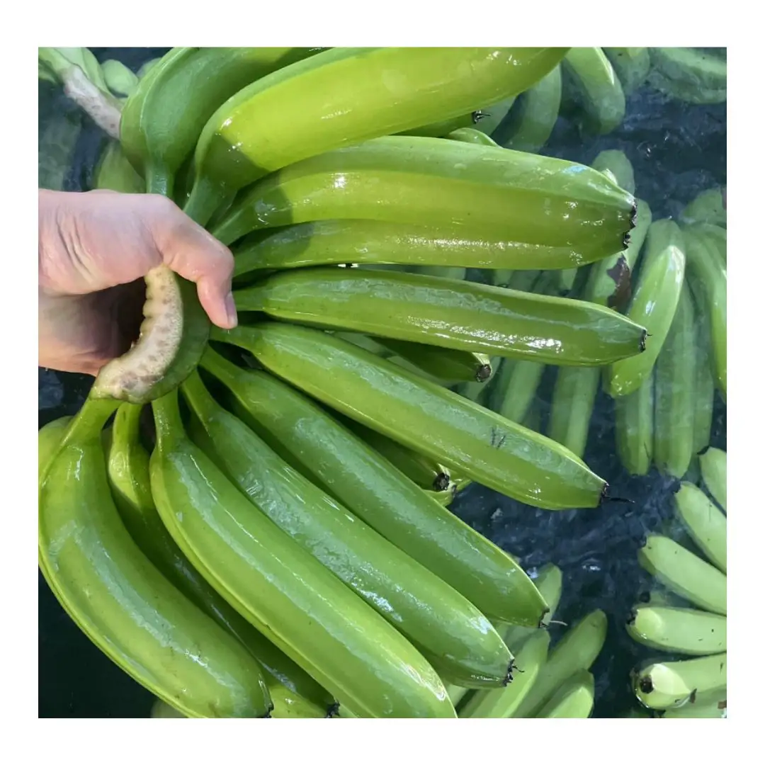 Новая конкурентоспособная цена, вкусный свежий кавендиш банан, Лидер продаж 2024 вьетнамских экспортеров-длинный и красивый внешний вид с хорошим вкусом
