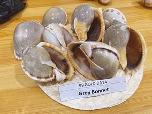 Artisanat Coquillage Élégant Coquillage Décoratif Pour La Décoration Intérieure Du Vietnam Artisanat Unique Coquillage En Gros Exportation - Product Image 2