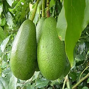 2024 High quality - Wholesale Fresh Avocado - Avocado fruit - Fresh Fruit grade a good price from Philippines