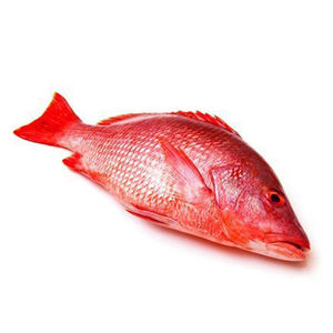 Vente en gros de poisson de dorade rouge congelé en ligne vente de poisson frais congelé de dorade rouge de fruits de mer - Product Image 2