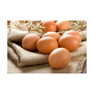 Proveedor blanco de huevos de pollo de granja ricos en proteínas frescas huevos de cáscara blanca disponibles ahora proveedor al por mayor huevos de pollo frescos