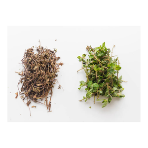 Hojas de plantas de gelatina de hierba de hierbas ricas en nutrientes para postres asiáticos de gelatina vegana y jugos desintoxicantes - Product Image 2