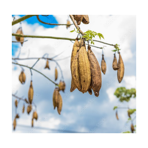 CALIENTE 2024 | USO DE POD KAPOK DE ALTA CALIDAD PARA JUGUETES DE AVES DE UN PROVEEDOR VIETNAMÉS/Sra. Thi - Product Image 6