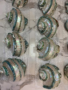Concha Marina Grande de Vietnam para Decoración, Turbo Marmoratus con Superficie Pulida para Amantes del Océano, Turbo Marmoratus con Bandas, Concha de Lujo - Product Image 6