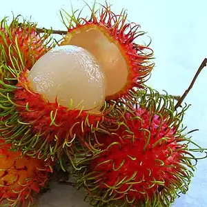 价格优惠冷冻红毛丹水果/冷冻红毛丹是亚洲的热带水果索菲女士