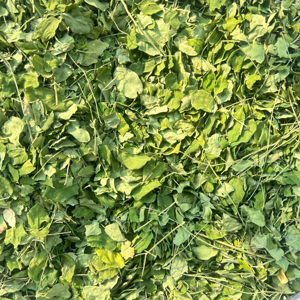 Hoja de Moringa Seca 100% Auténtica Secada al Horno Calidad de Exportación Certificada por GMP - Product Image 1