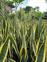 Planta Sansevieria Lengua de Suegra Ecuatoriana, 1 Año de Vida Útil, Huertos Ecuador, 1 Unidad para Uso Interior y Exterior