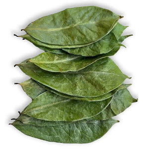 Té de Hojas de Guanábana Secas, Calidad Premium, Natural, Puro, en Bolsitas, Fermentado, Sin Cafeína, para Remojar con Agua Caliente, Bebida Saludable - Product Image 5