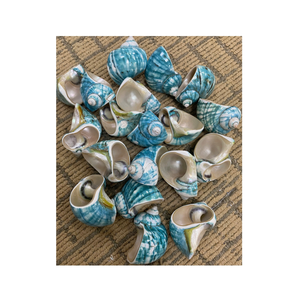 Conch Shell <b>Used</b> in Artisan Gift Items from Vietnam by 99 Gold Data Supplier Featuring Green and White Shells - Product Image 2