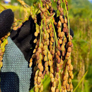 VENTES EN GROS VIETNAM RIZ GLUTINEUX RIZ COLLANT NATUREL COÛT CONCURRENTIEL - Product Image 6