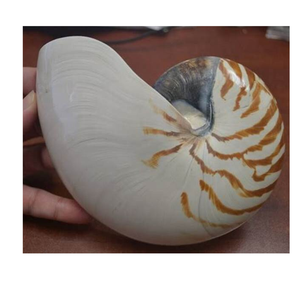 Conchas de abulón pulidas de alta calidad, conchas de océano naturales para decoración artesanal, joyería DIY al por mayor - Product Image 5