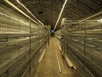 Système de cage à batterie multicouche de haute qualité, cage à poulets automatique pour équipement d'élevage avicole commercial
