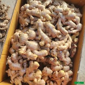 Jengibre Fresco Delicioso de la Mejor Calidad Orgánica Natural, Jengibre Joven, Sabor Original, Amarillo Natural, Cosecha 2020, Cultivo sin OMG - Product Image 3