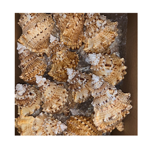 เปลือกหอยหัตถกรรม-เปลือกหอยจากธรรมชาติที่ไม่เหมือนใครจากเวียดนาม-ทำความสะอาดเปลือกหอยสำหรับงานฝีมือ - Product Image 3