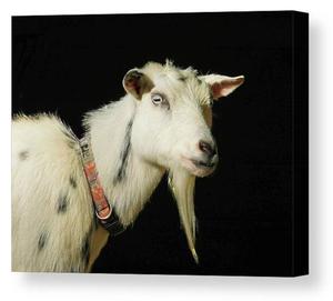 Collar de etiqueta de oreja de cabra de lona duradera de nueva condición para ovejas, ganado, perros, caballos y vacas con plástico metálico y TPU para cerdo - Product Image 2