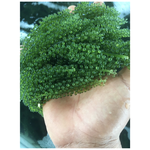 Raisins de mer Caviar vert algues fraîches récoltées pour une utilisation froide avec un arôme d'océan de couleur vive et une texture naturelle croustillante - Product Image 4