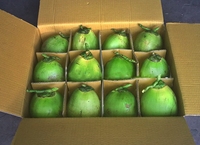 Pulpa de Coco Joven Vietnamita Fresca con Corte Diamante - Coco Premium para Beber, Listo para Exportar, Suministro a Granel