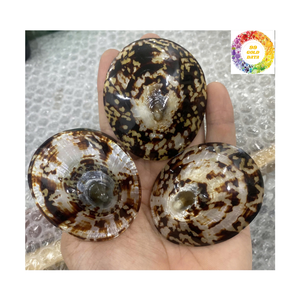 Conchas de limpias de alta calidad, lote de conchas marinas naturales para aficionados y artistas comerciales, materiales para manualidades - Product Image 1