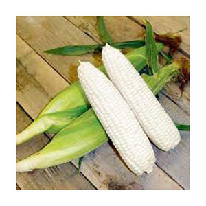 ข้าวโพดขาว NON Gmo คุณภาพดีที่สุดขายส่ง ผู้ผลิตสูงใหม่ วัสดุที่ดีที่สุด ด้วยอัตราราคาถูก - Product Image 3