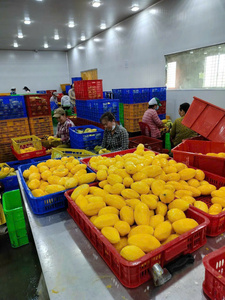 เวียดนามผลิตภัณฑ์มะม่วงอบแห้งแบบนิ่มขนมผลไม้เมืองร้อนหวานมีคุณภาพส่งออกเหมาะสำหรับใช้ในอุตสาหกรรมอาหาร - Product Image 5