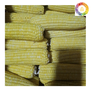 Maíz dulce congelado IQF, maíz para bebé, mazorca de maíz entero, verduras mixtas, productos agrícolas, Exportación de fábrica, suministro a granel - Product Image 4