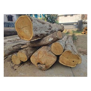 Troncos de Madera de Teca Dorada Natural, Madera Resistente para Construcción y Carpintería - Product Image 4