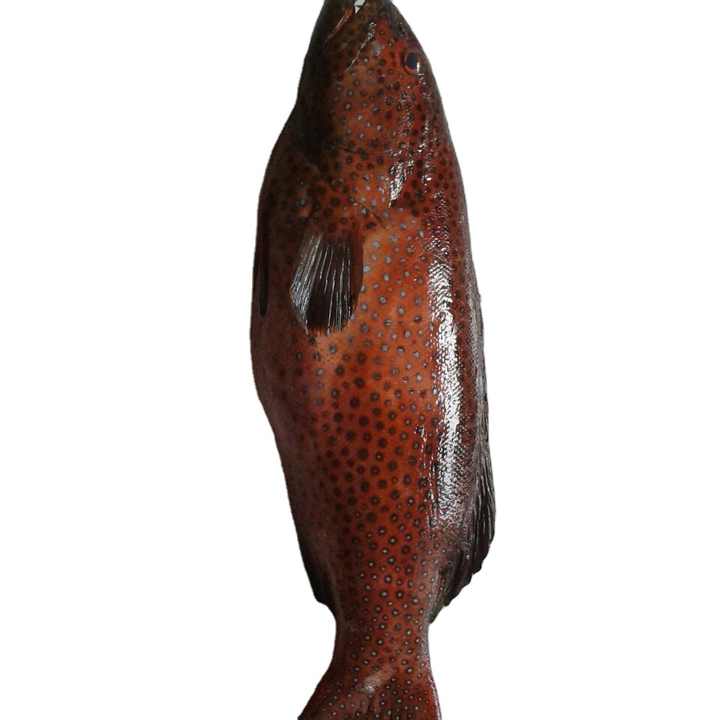 Great Quality Delicious Spotted Grouper Fish From Indonesia for Sale FROZEN Block Bulk Style