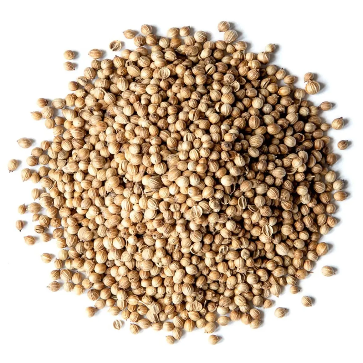 天然有機コリアンダー種子卸売価格スパイスハーブ食品グレードコリアンダー種子を大量に輸出