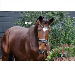 Vente en gros de bride de cheval en cuir véritable de fabricants Vente en gros de bride de cheval en cuir véritable de haute qualité - Product Image 5