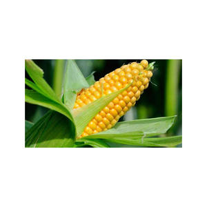 Grains de maïs jaunes fournis aux entreprises de transformation alimentaire commerciale - Product Image 3