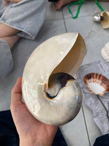 Conchas decorativas Nautilus de Vietnam al por mayor para proyectos de bricolaje Tendencias de decoración de arte y playa - Product Image 6