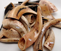 Shofar de cuerno natural orgánico para soplado y propósito religioso Shofar Kosher Cuerno de oveja Ram pulido